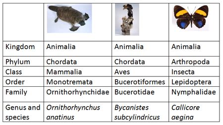 Binomial Nomenclature Examples Of Animals