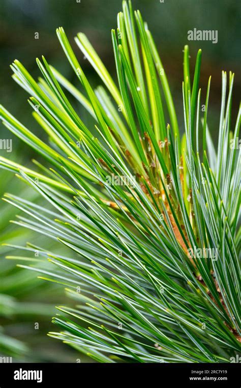 Korean Pine Pinus Koraiensis Shibamichi Stock Photo Alamy