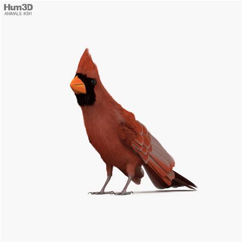 Northern Cardinal 3D model - Animals on Hum3D