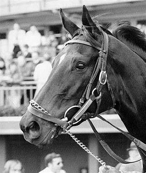 259 best Ruffian images on Pinterest | Horse horse, Horse racing and Horses