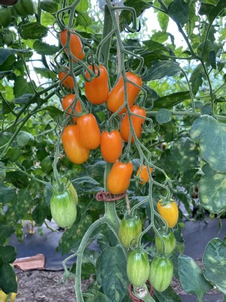 Tomatensorte ORMATO 10 Bio Samen Biobewusst Gartenshop