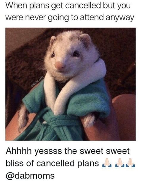 15 Hilarious and Adorable Ferret Memes - I Can Has Cheezburger?