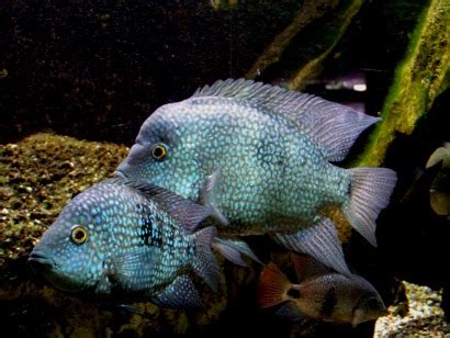 Cichlid