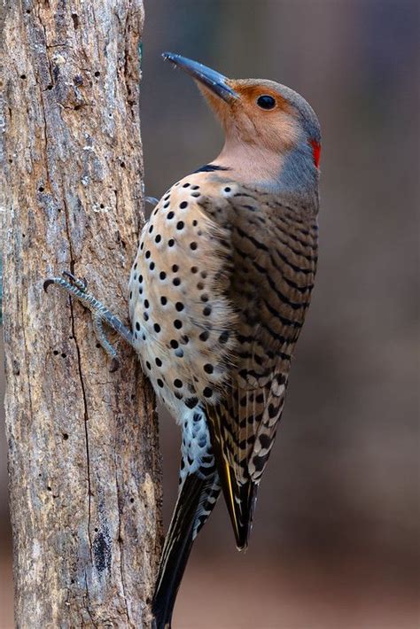 Female Northern Flicker Woodpecker Northern Flicker Woodpecker