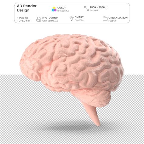 Premium Psd Human Brain D Modeling Psd File