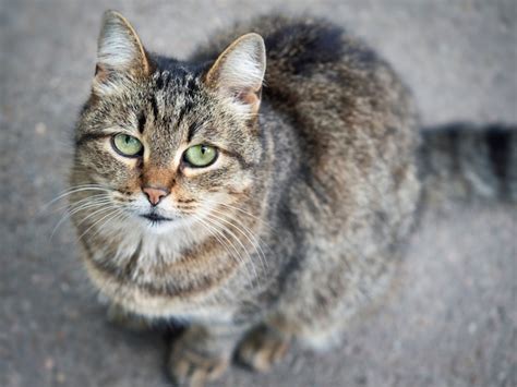 Close up de gato de rua sem teto o conceito de proteção de animais