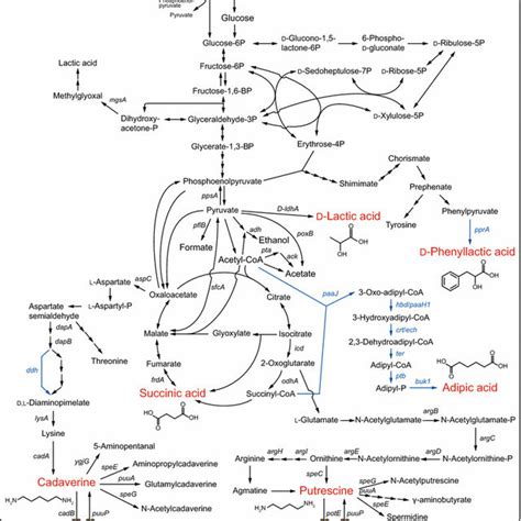 Schematic Representation Of The Metabolic Pathway In E Coli For The Download Scientific