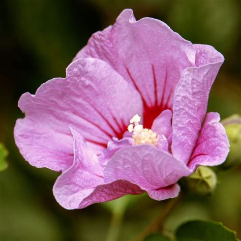 Hibiscus Tahiti Shrub Hibiscus Syriacus Tahiti™ Vibrant Blooms For