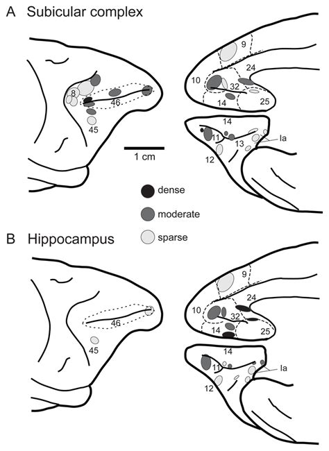 Prefrontal Hippocampal Connections In Macaques A Sites In The Frontal