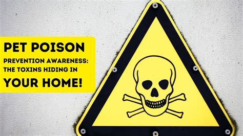 Pet Poison Prevention Awareness: The Toxins Hiding in Your Home!