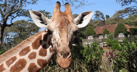 Giraffe Center Beads Center Karen Blixen Museum Day Tour Getyourguide