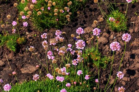Flowering Plant Pink And White Armeria Maritima Alba Or Sea Thrift