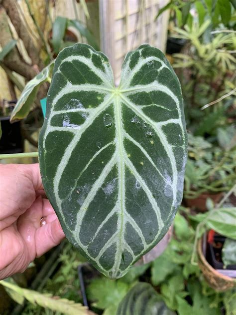 Anthurium Crystal Hope In The Anthuriums Database