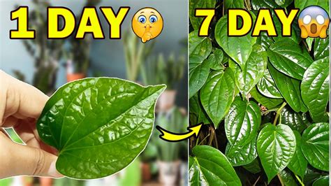 How To Grow Betel Leaf Plant Paan Ki Bel Kaise Lagaye Care Betel