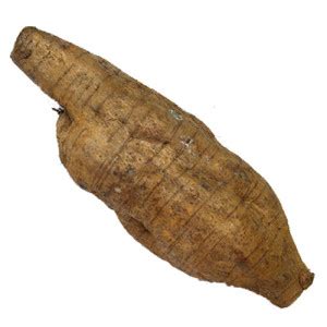 Arrowroot And Its Health Benefits | Veggies Info