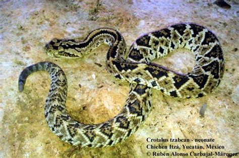 Crotalus Tzabcan The Reptile Database