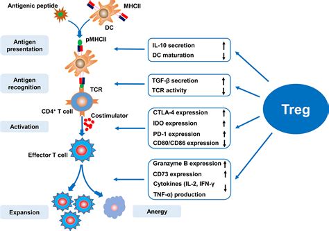 The Role Of Regulatory T Cells In Pulmonary Arterial Hypertension