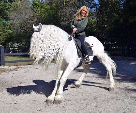 102 best Mystic Warrior***Friesian/Appaloosa cross images on Pinterest ...