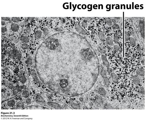 Glycogen Chemical Structure