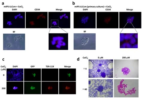 Hematopoietic Differentiation Of Mips Llccm Cells In The Presence Of