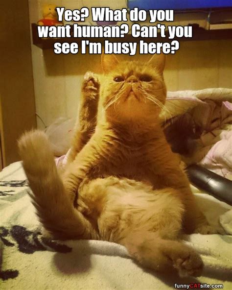 Can T You See I M Busy Here Lolcats Lol Cat Memes Funny Cats