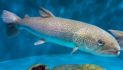 イトウを釣りたい！日本最大の淡水魚は北海道でしか釣れないの？｜釣りまとめアンテナ