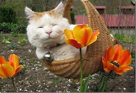 Самый ленивый кот в мире