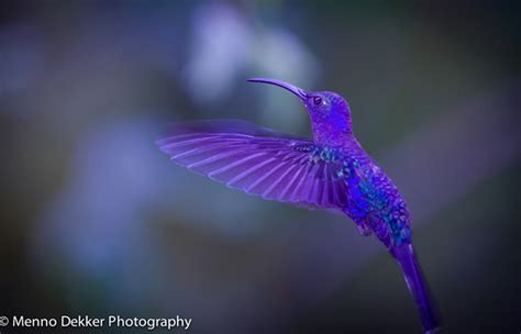 Pretty Blue Hummingbirds