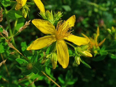 St John S Wort Plant Care Plantly