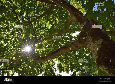 Canopy Tree Green Sun Hi Res Stock Photography And Images Alamy