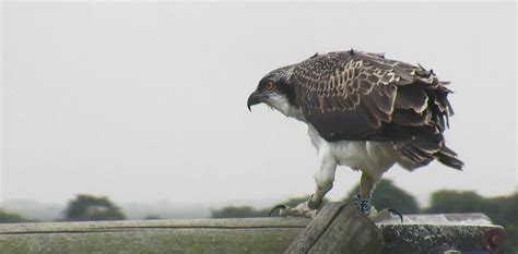 Dyfi Osprey Project On Twitter Much Better Up There Than On The