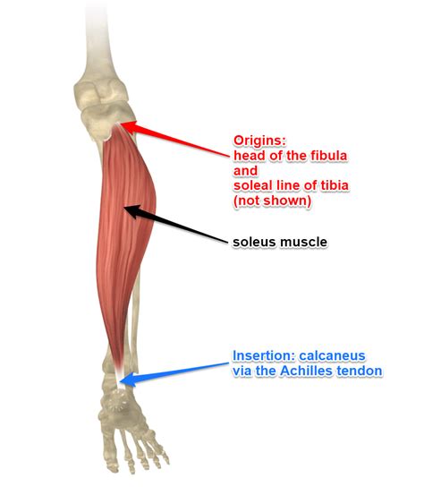 Soleus Muscle