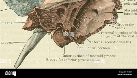 Cunninghams Text Book Of Anatomy Anatomy The Temporal Bones 127