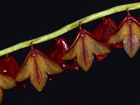 Stelis Aperta Mounted Orchid Plants All Orchids Require You To Purchase