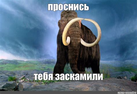 Всё о меме «Заскамил мамонта» | QPMedia — Новостной агрегатор