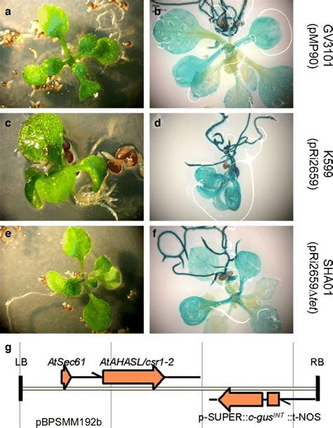 Transformation Of A Thaliana By Gv3101 K599 And Sha01 Stable T1