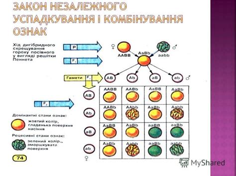 Презентация на тему: "Наука про закономірності спадковості та ...