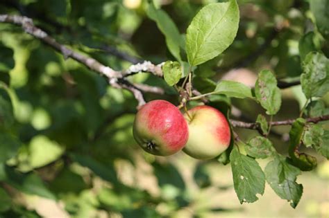 Free photo: apple tree, apple, fruits, apples, fresh, tree | Hippopx