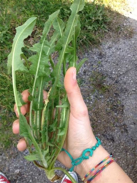 Erbe Selvatiche Buone Da Mangiare Alla Scoperta Delle Piante Della