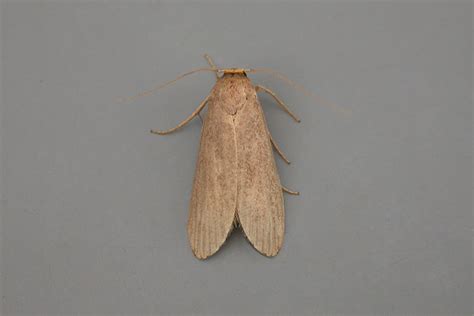 Lesser Wax Moth Wikipedia Atelier Yuwaciaojp