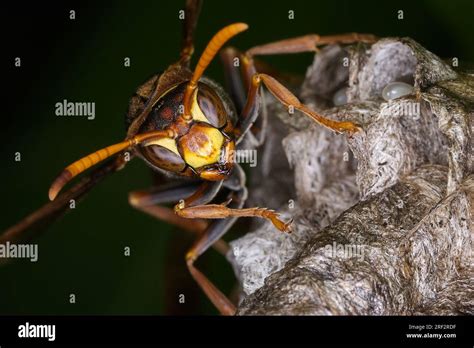 An Australian Paper Wasp Polistes Humilis Protecting And Caring For