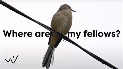 Northern Mockingbird Bird Sound Song Bird Call Bird Calling Chirps
