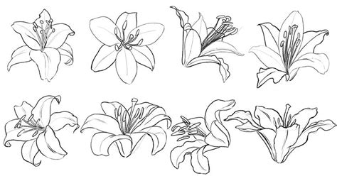 Learn How To Draw The Lily Flower Petals And Leaves