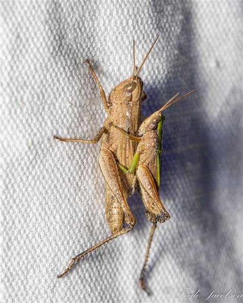 Maryland Biodiversity Project Short Winged Green Grasshopper Dichromorpha Viridis