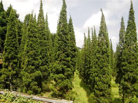 Pohon Cemara Pohon Cantik Yang Punya Banyak Manfaat