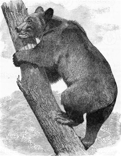 The Brown Bear Vintage Engraving Stock Photo At Vecteezy