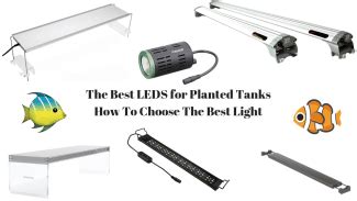 The Best Led Lights For Planted Tanks Of Tested And Reviewed