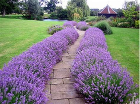 Landscaping With Lavender 7 Garden Design Ideas