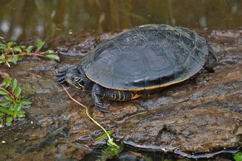 Deirochelys Reticularia Flickr