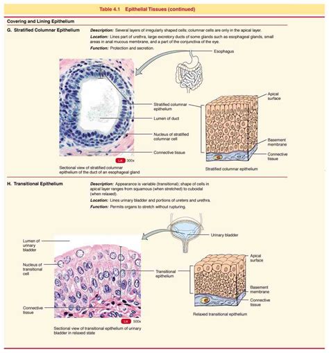 Glandular Epithelium Function And Location